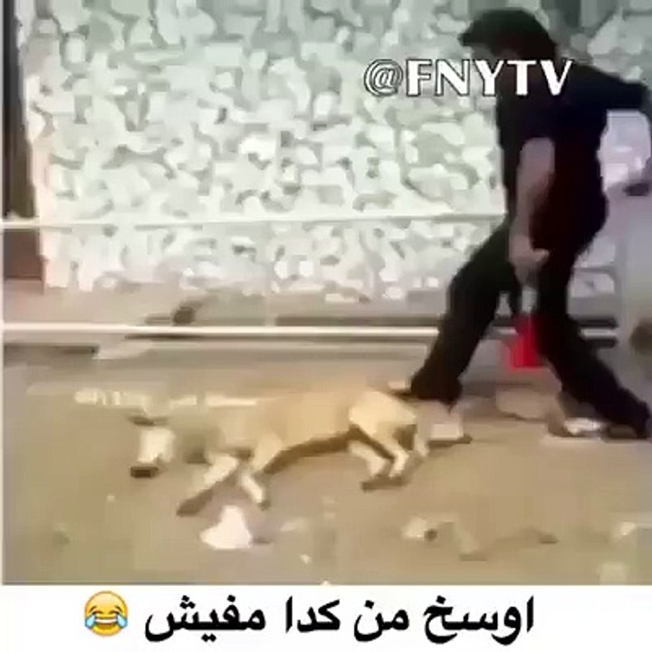 Funny dog