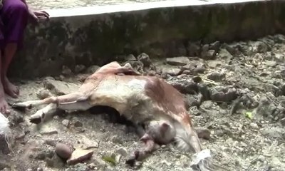 Ternak Mati, Warga Gunungkidul “Nge-ronda”