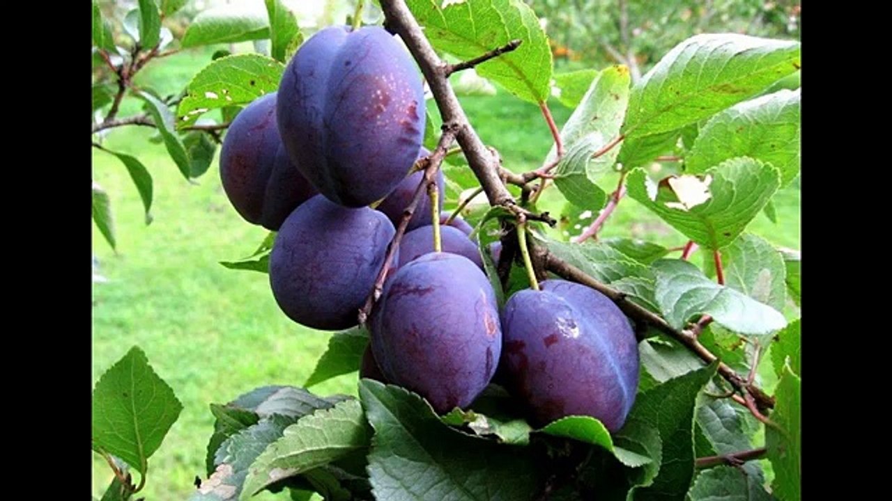 30 продуктов с высоким содержанием йода