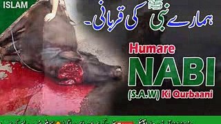 hazrat mohammad (saw)  ke qurbani