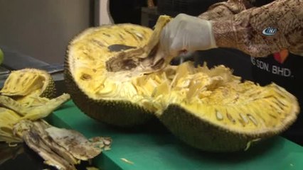 Malezya Büyükelçisi Dünyanın En Büyük Meyvesini Kesti