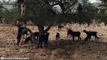 Goats Climbing on Trees