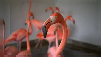 طائر "الفلامنجو الوردي" الرقيق لا يقوى على إعصار إيرما !