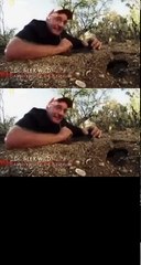 Documentary Ant Best Documentary 2016 National Geographic Wild City Of Ants