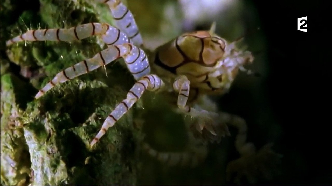 Grandeurs nature - Les animaux font leur show : La danse de la vie