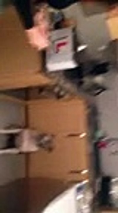 Funny dog thinks hes stuck. Silly dog. Funny staffy. Staffordshire bull terrier ,Cartoons animated anime Tv series 2018 movies action comedy Fullhd season