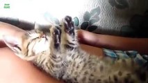 Funny Cats Sleeping in Weird Positions Compilation 2015 ,Cartoons animated anime Tv series 2018 movies action comedy Fullhd season