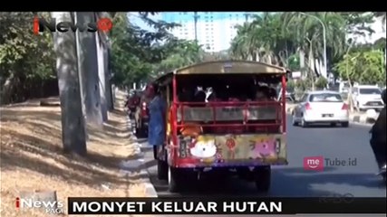 Diduga Kehabisan Sumber Makanan, Kawanan Monyet Keluar dari Hutan Lindung