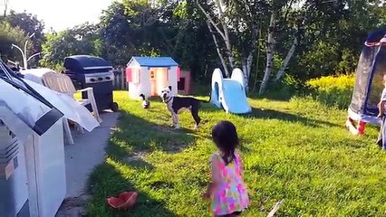 Funny Pitbull Compilation 2017 | Best Funny Pitbull Videos Ever