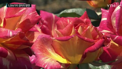 곡성 섬진강 기차 마을, 1,004가지 장미의 향연! / YTN