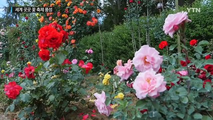 이탈리아 '장미축제'...캐나다 '튤립축제' / YTN