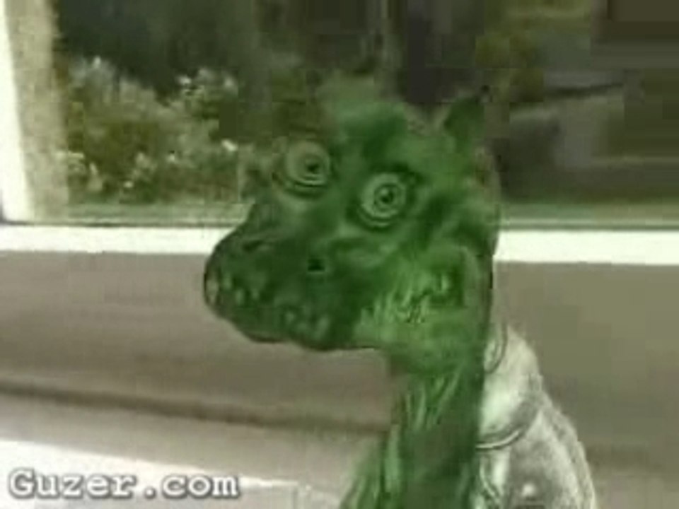 Dragon Illusion