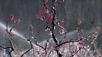 Meyve bahçelerini dondan korumak için muhteşem yöntem
