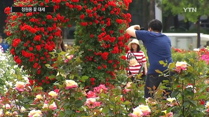 선물용 아닌 정원용 꽃이 대세 / YTN