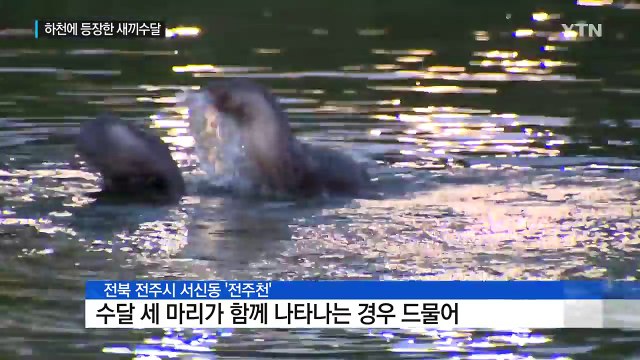 전주천 새끼 수달 인기 폭발...안전조치 시급 / YTN