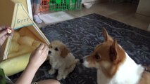 기분 좋아지는 강아지 간식 나눠주기 [웰시코기 코코와 말티푸 쩡이의 귀여운 간식 먹기 영상]애견, 반려견 일상 영상