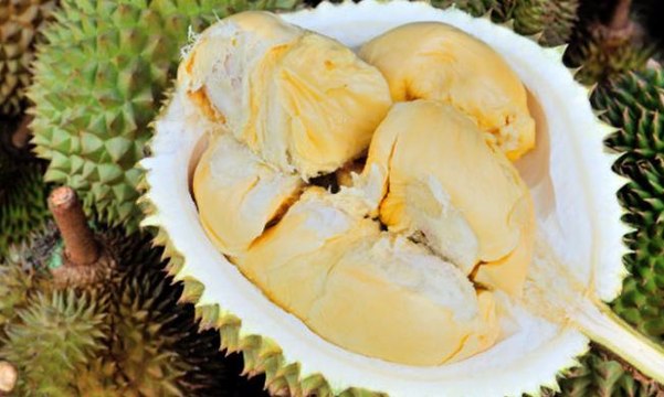 Doyan Durian? Yuk ke Sini, 50 Ribu Bisa Makan Sepuasnya!