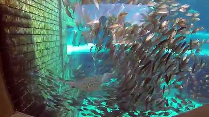 En en parque agua agua agua Milo dubai atlantis aquaventure