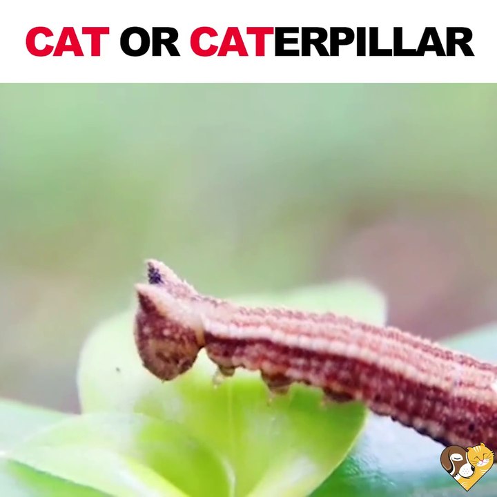 Alors, chat ou chenille... A vous de me dire!