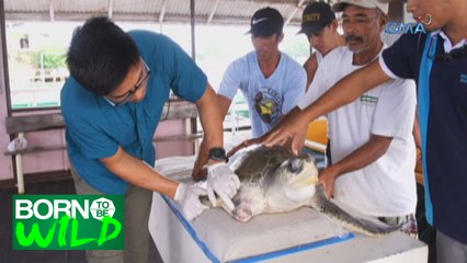 Born to Be Wild: Saving the 'Pawikans'