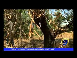 XYLELLA | La Coldiretti sconsiglia lo scambio delle 'palme' in Salento
