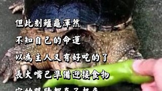 【寵物報報】喪心病狂的男子突發奇想拿超辣辣椒喂鱷龜，沒想到鱷龜吃下辣椒後，居然變成這樣，大家都呆了！