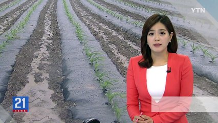 어제 오늘 내린 비의 가치, 10mm에 백억 원 / YTN