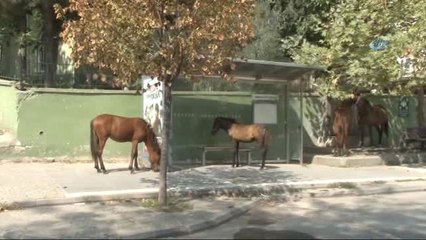 Aç Kalan Atlar Şehir Merkezine İndi