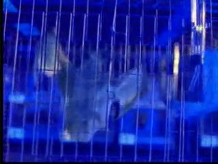 ฝูงมัจจุราชพันธุ์กระหายเลือด 1_2