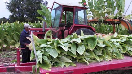 Fin de la récolte du tabac en Lot-et-Garonne