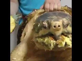 سلحفاة مفترسة لن ترى مثلها من قبل