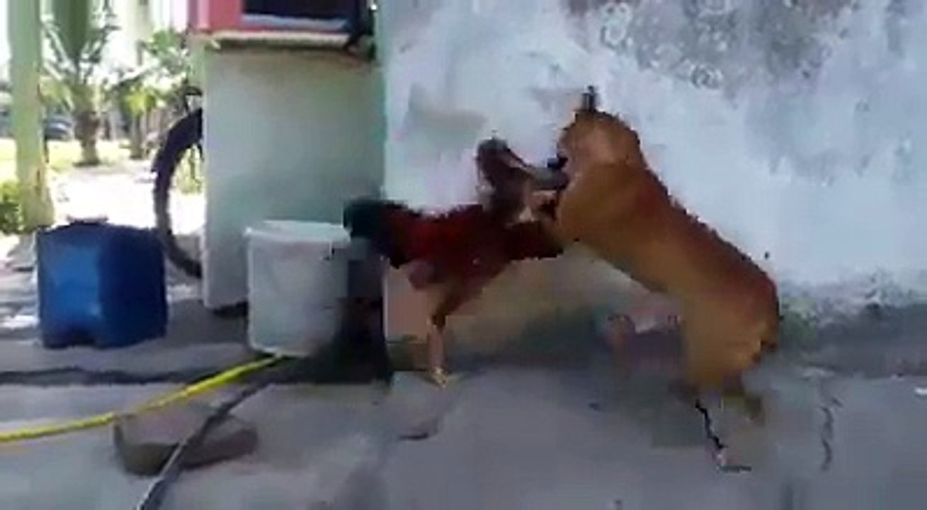 Bu horoz bu köpeği yer