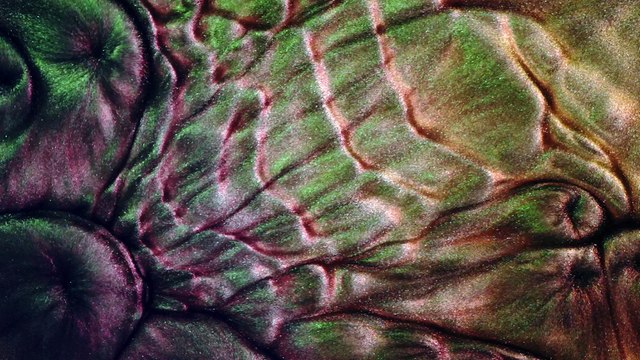 Benard sunspots convection