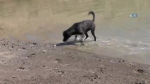 Bu Köpek Balık Yakalıyor