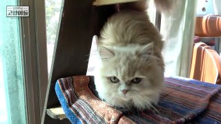 넹! 예! 하고 대답하는 고양이 (요지 목소리) | 김메주와고양이들