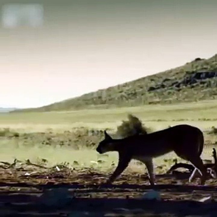 JUMPING TIGER ON HIGH SPEED SONY HD CAMERA