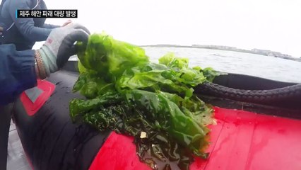 제주 동부해안 덮치는 파래...대량발생 원인 찾는다 / YTN