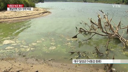무더위에 낙동강 녹조 확산...수돗물 안전 '빨간불' / YTN