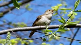 Enfants pour développement présentation oiseaux cartes Doman