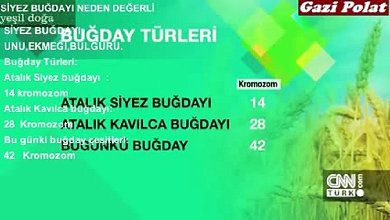 Siyez Buğdayı unu,ekmeği, bulguru