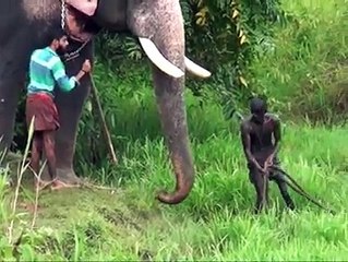 One Elephant helping other Elephant