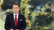 포항 투명 물고기의 정체는?...아열대 이족류 / YTN