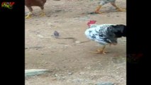 COBRA SNAKE AND COCK FIGHTING -FULL ENTERTAINMENT VIDEO