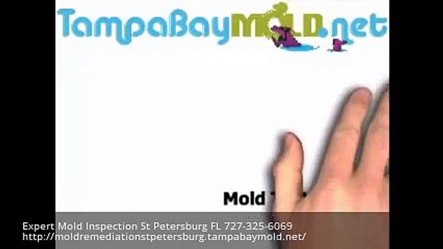 Expert Mold Inspection St Petersburg FL 727-325-6069