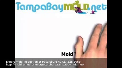 Expert Mold Inspection St Petersburg FL  727-325-6069