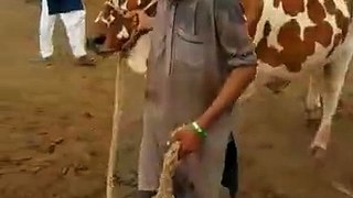 Qurbani Cow for 2018 - Cow Mandi 2018