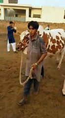 Qurbani Cow for 2018 - Cow Mandi 2018