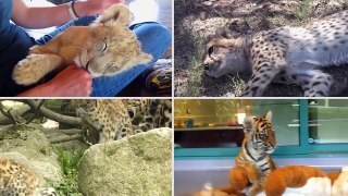 BIG CATS for Children - Tiger, Lion, Jaguar, Leopard, Cheetah, Puma - Learn Big Cats of the World