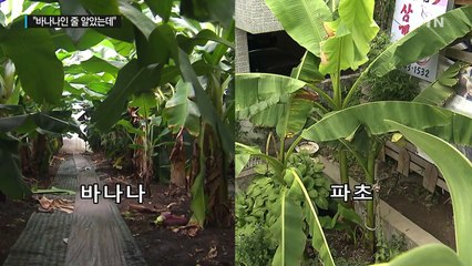 대구에서 열린 바나나, 알고 보니 '파초' / YTN