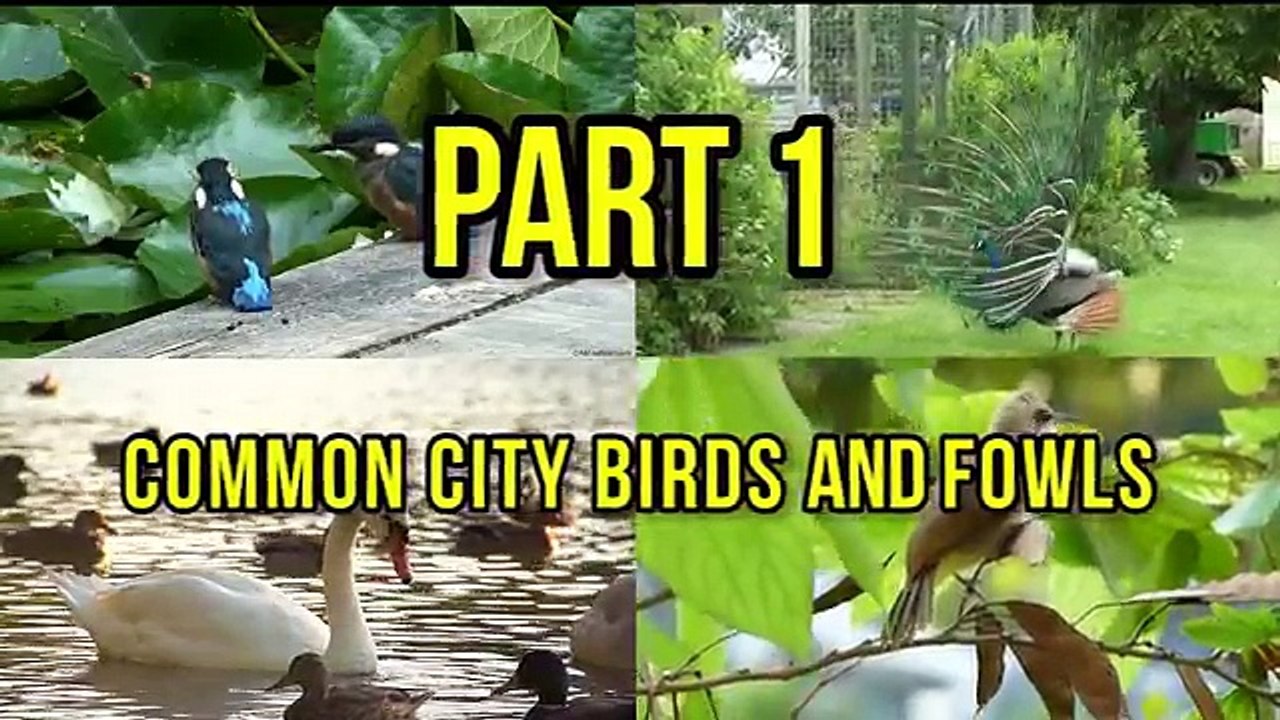 Des oiseaux éducatif pour enfants vidéo |